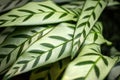 Close-up of marantaceae calathea leopardina evergreen leaves Royalty Free Stock Photo