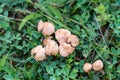 Close up of Marasmius oreades or fairy ring mushroom or fairy ring champignon Royalty Free Stock Photo