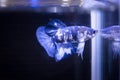 Marble Siamese fighting fish in a fish tank