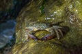 Close-up of a Marbled Rock Crab Pachygrapsus Marmoratus standing on a rock and eating in the night