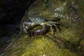 Close-up of a Marbled Rock Crab Pachygrapsus Marmoratus standing on a rock and eating in the night