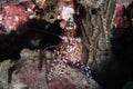 A close up of a Marbled Shrimp on the reef