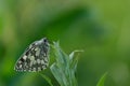 Close up of a marbled white butterfly in nature on a leaf Royalty Free Stock Photo