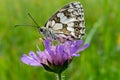 Close-up of a marbled white butterfly on a purple wild flower Royalty Free Stock Photo