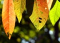 Close up marco shot leaf in autumn season show the natural Royalty Free Stock Photo