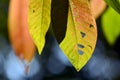 Close up marco shot leaf in autumn season show the natural Royalty Free Stock Photo