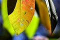 Close up marco shot leaf in autumn season show the natural Royalty Free Stock Photo