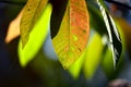 Close up marco shot leaf in autumn season show the natural Royalty Free Stock Photo