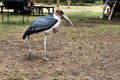 A close up of a Maribu Stork Royalty Free Stock Photo