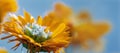 Close up of Marigol. Calendula officinali flowers. Royalty Free Stock Photo