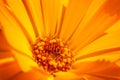 Marigold