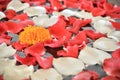 Close up of Marigold flower and petal of red and white rose Royalty Free Stock Photo