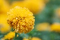 Close up Marigold plant at garden King Power DownTown Complex Thailand , Marigold Royalty Free Stock Photo