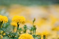 Close up Marigold plant at garden King Power DownTown Complex Thailand , Marigold Royalty Free Stock Photo