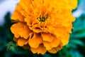 Close up of a Marigold (Tagetes) flower with some rain drops