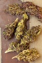 A close up of Marihuana buds. Alternative medicine, THC and CBD value and influence for health