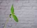 Close-up of marijuana leaves with white brick wall background. Royalty Free Stock Photo