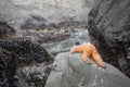 Close up marine creature on rock