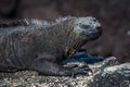 Close-up of marine iguana on sandy rock Royalty Free Stock Photo