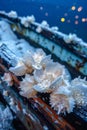 Close up of Marine Life on Boat Hull Under Starry Night Sky with Snowflakes and Bokeh Lights Royalty Free Stock Photo