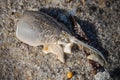 Close up of marine objects on the beach on Long Beach Island, NJ