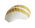 Close up Marine sea shell isolated Royalty Free Stock Photo