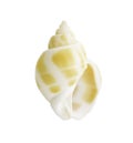 Close-up Marine sea shell isolated Royalty Free Stock Photo