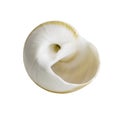 Close up Marine sea shell isolated Royalty Free Stock Photo