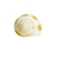 Close-up Marine sea shell isolated Royalty Free Stock Photo