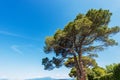 Close-up of Maritime Pines on Clear Blue Sky - Lake Garda Italy Royalty Free Stock Photo