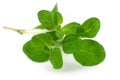 Close-up marjoram Royalty Free Stock Photo