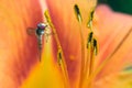 Close up of Marmalade hoverfly on an orange flower