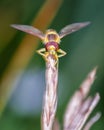 Close-up of marmalade hoverfly`s face, Episyrphus balteatus