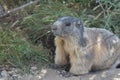 Close-up of a marmot