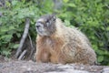 Close up of marmot