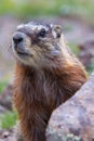 Close up of a marmot