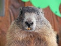 Close-up of a marmot Royalty Free Stock Photo