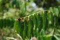 Close up of maroon color flowers and leaves in the leaflet tip of sweet leaf plant