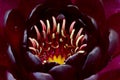 Close up of maroon lotus