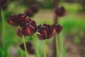 Close-up of maroon tulips. Flowers grow in the garden in spring