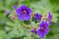 Geranium palustre flowers commonly known as Marsh Cranesbill Royalty Free Stock Photo