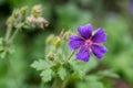 Geranium palustre flowers commonly known as Marsh Cranesbill Royalty Free Stock Photo