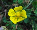 Close up of marsh crowfoot flower, iranian Alaleh or persian alaleh