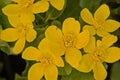 closeup of bright yellow marsh marigold flowers in the swamp - Caltha palustris Royalty Free Stock Photo
