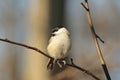 Marsh tit - Parus palustris in the forest Royalty Free Stock Photo