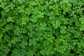 Close up of Marsilea Four leafed clover