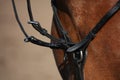 Close up of martingale on brown horse