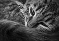 Close up marvelous black and white portrait of a moody kitten, lying down thoughtful. Striped cat, wise look, sad emotion. Furry