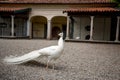 Close up white peacock with buildings background Royalty Free Stock Photo