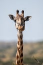 Close-up of Masai giraffe head and neck Royalty Free Stock Photo